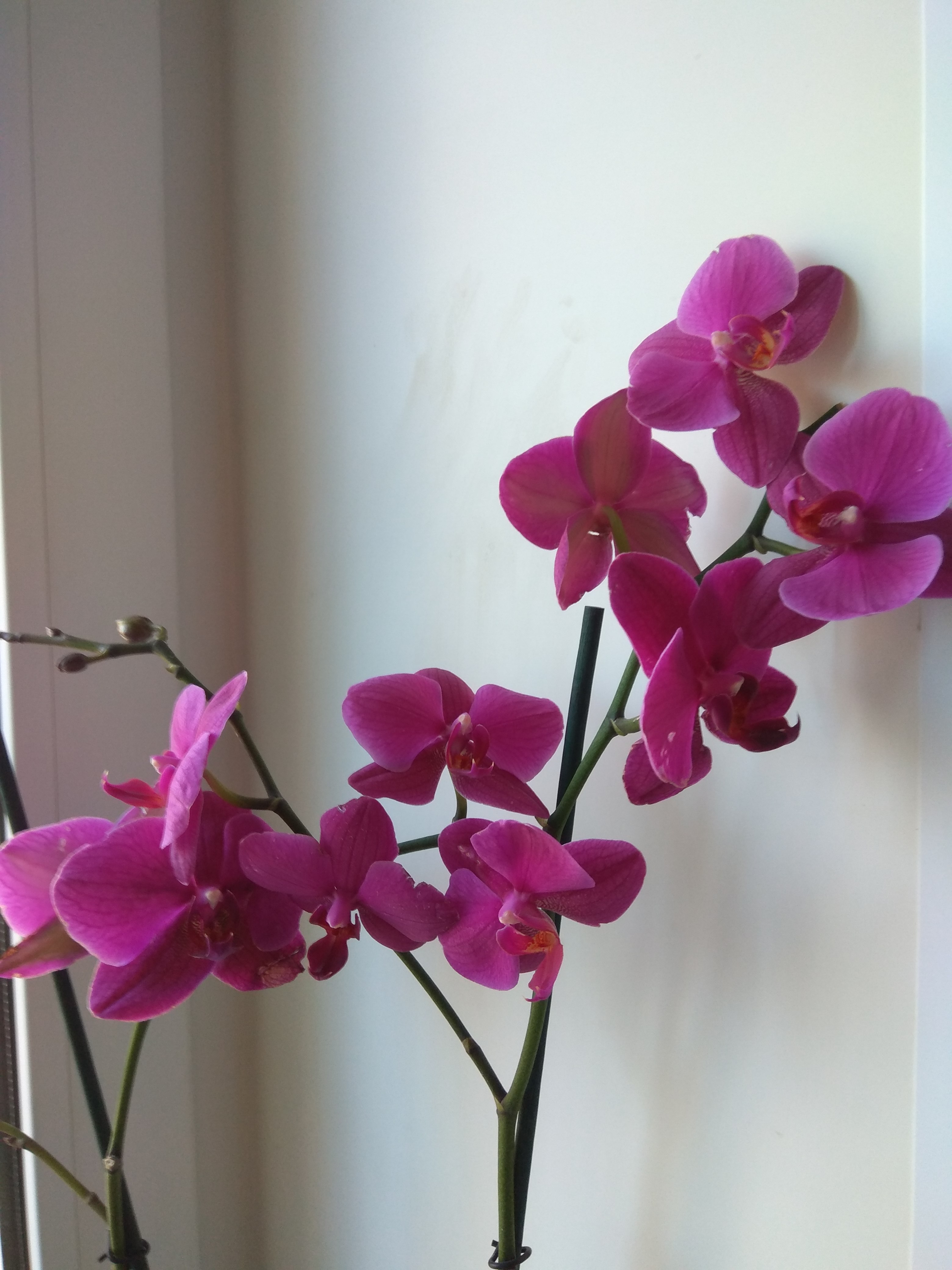 заставляем орхидею цвести